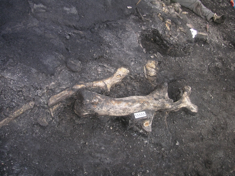 Galería excavaciones en el yacimiento de Ariño.