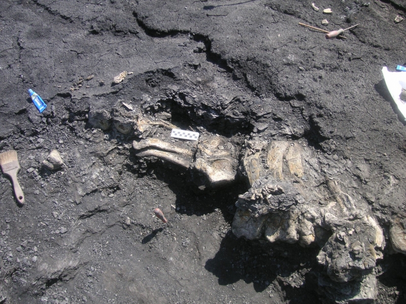 Galería excavaciones en el yacimiento de Ariño.